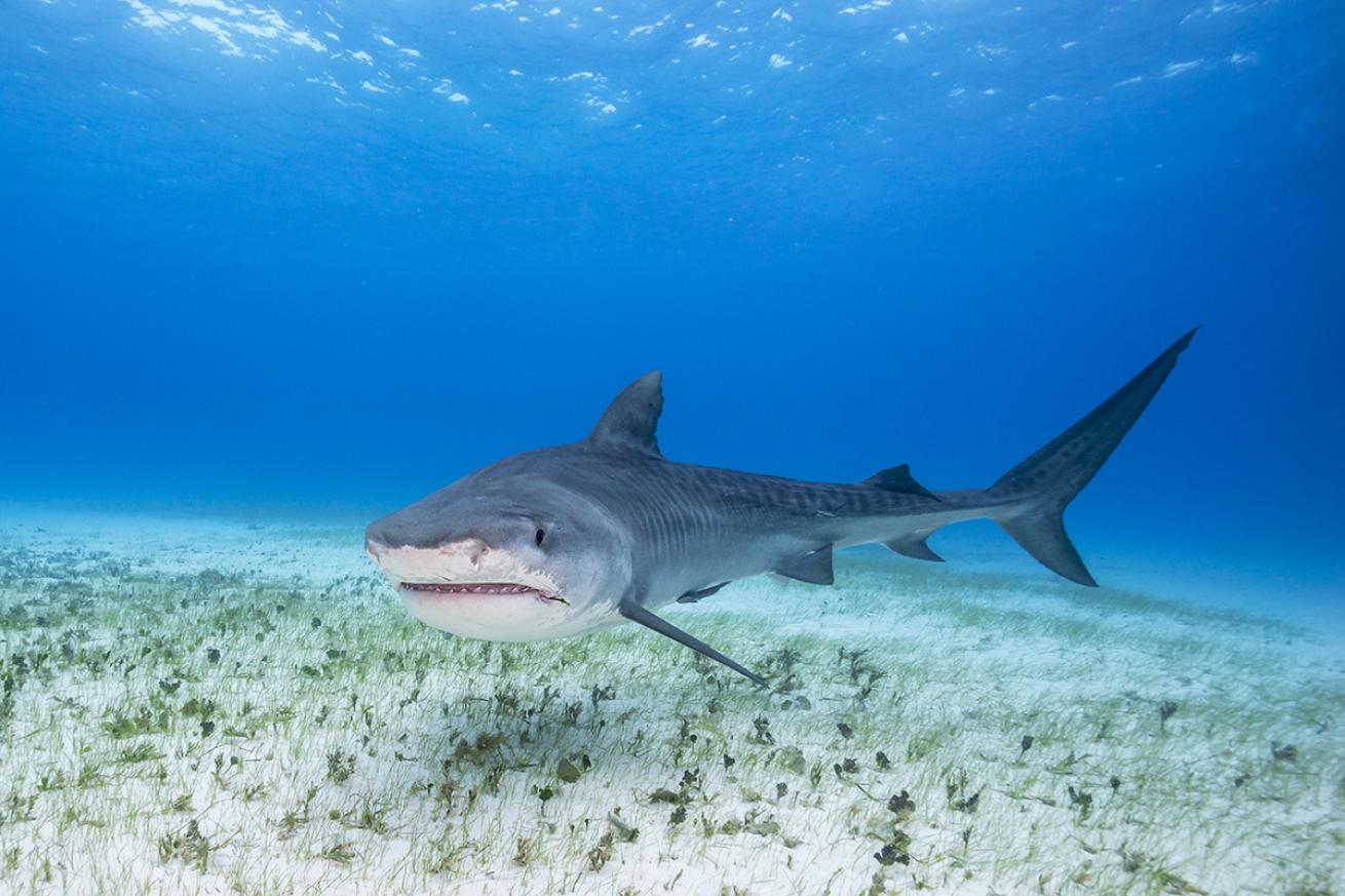 A tiger shark swims low to the sand.
