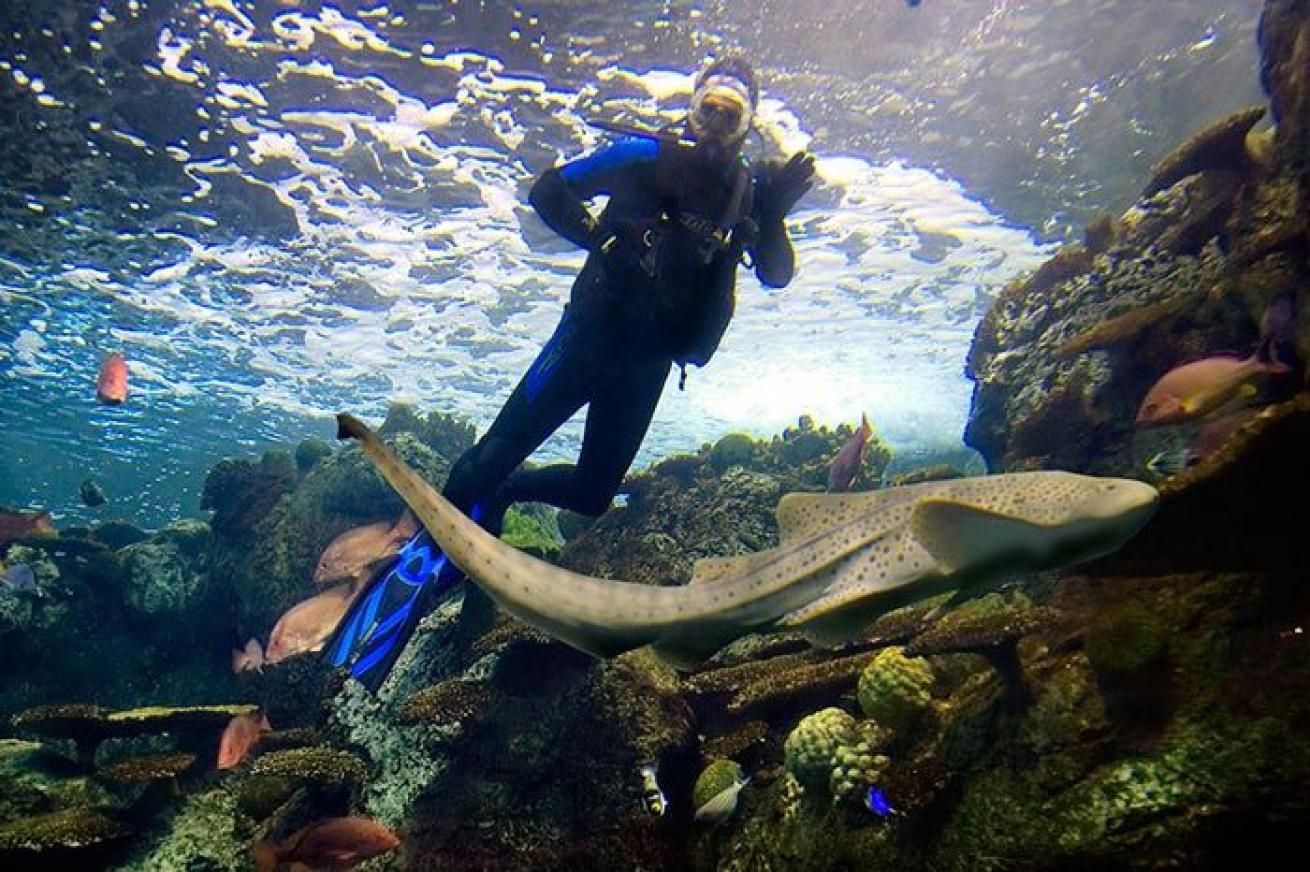 Scuba Diver at Aquarium of the Pacific