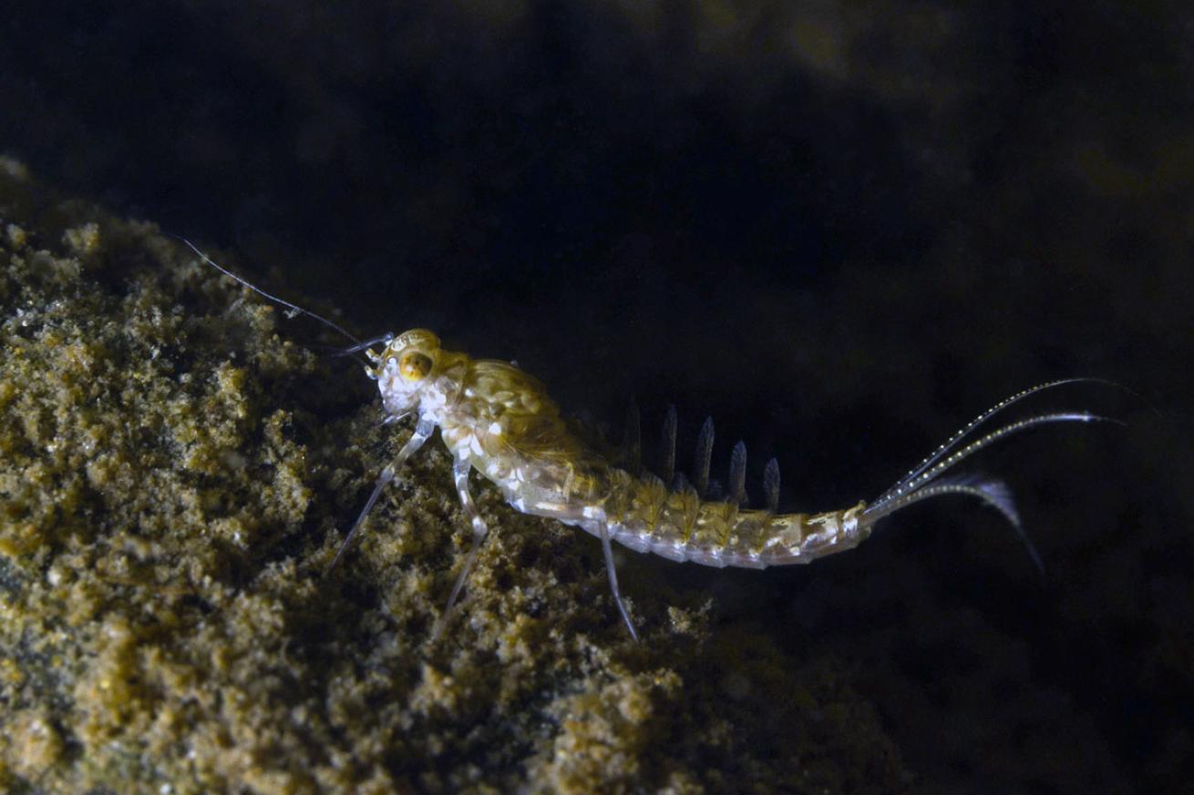 Underwater Mayfly Nymph in Canada
