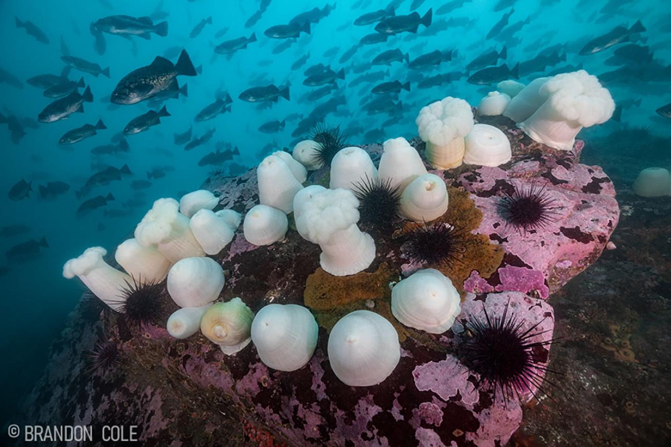 White plumrose sea anemones
