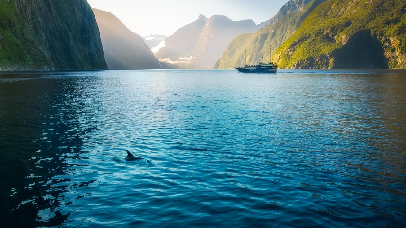 Dolphins in Milford Sound New Zealand