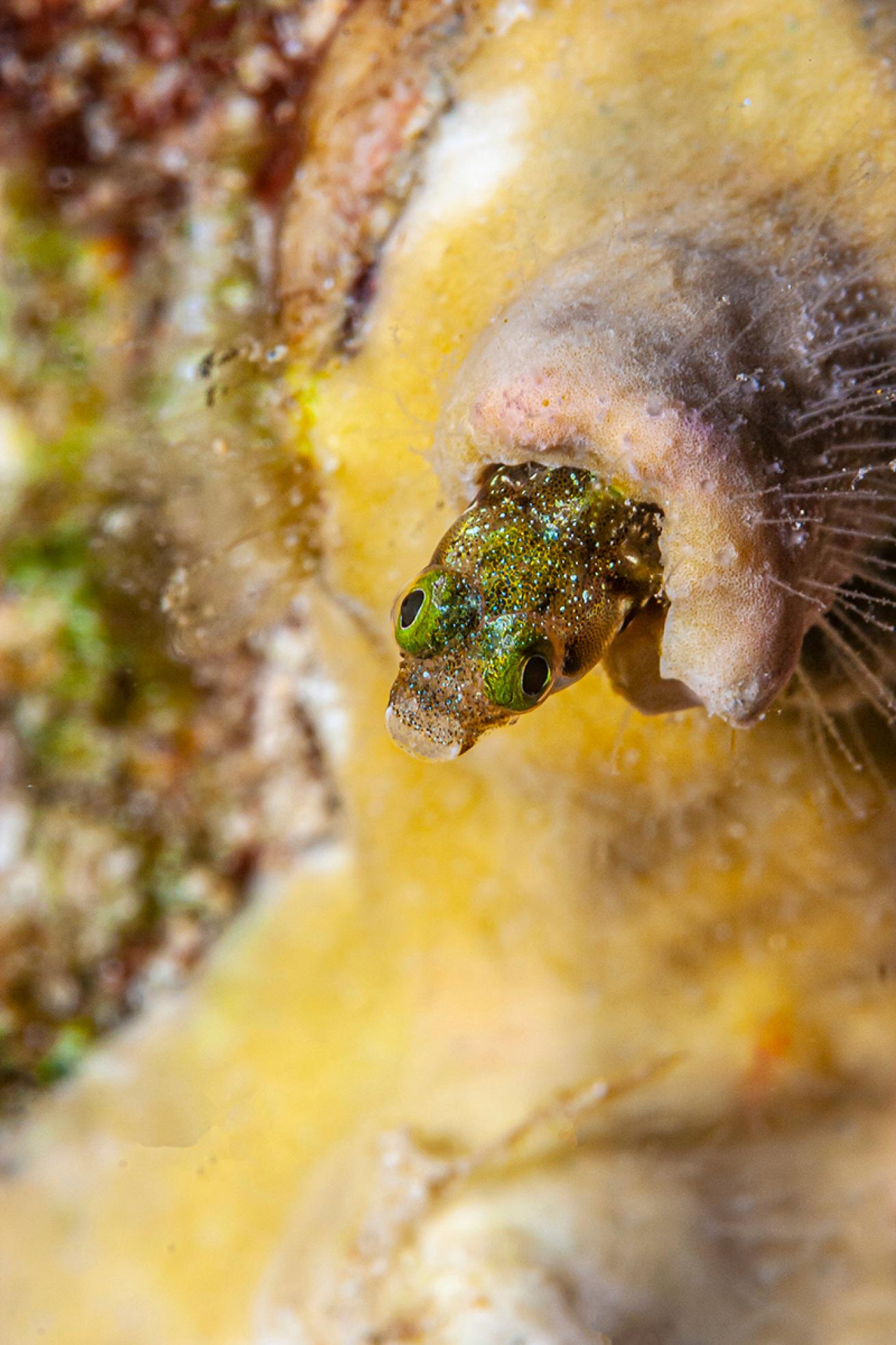 Blenny