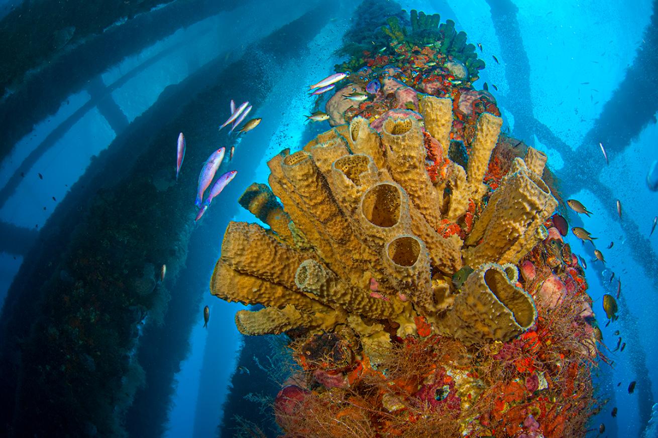 Sponges grow on an oil rig