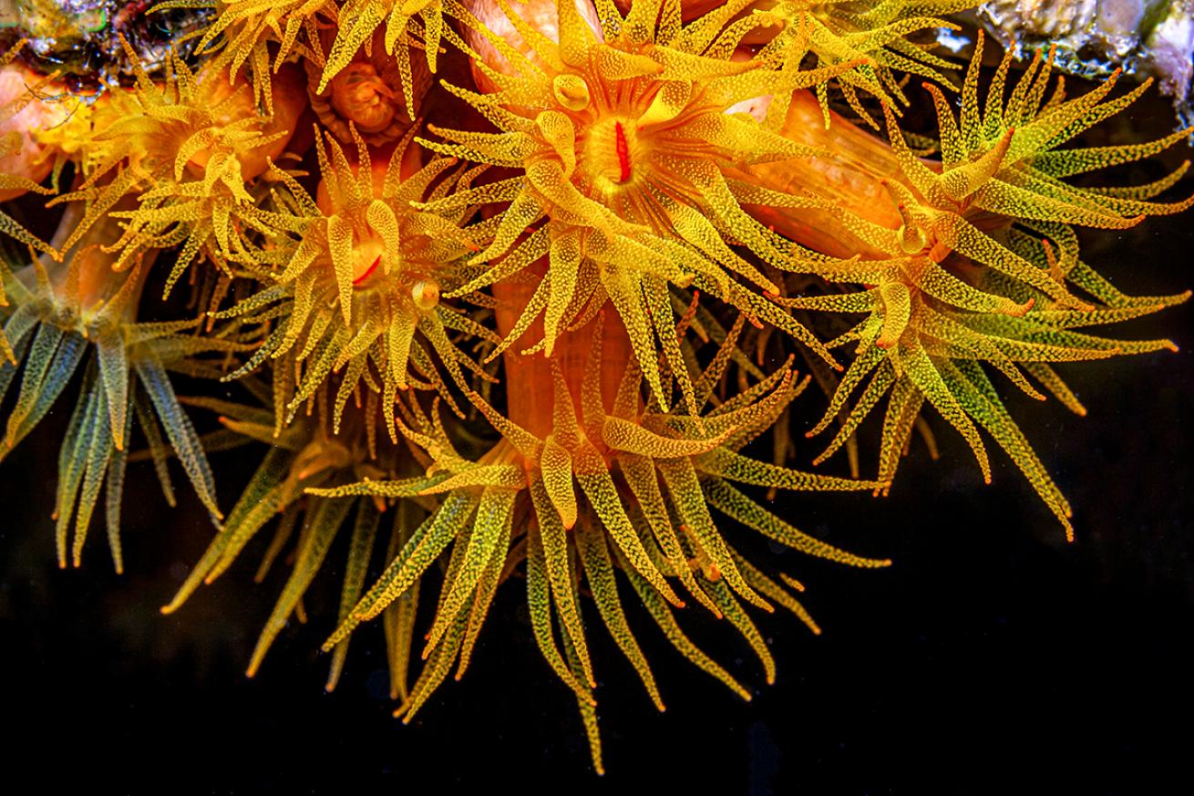 Orange cup coral