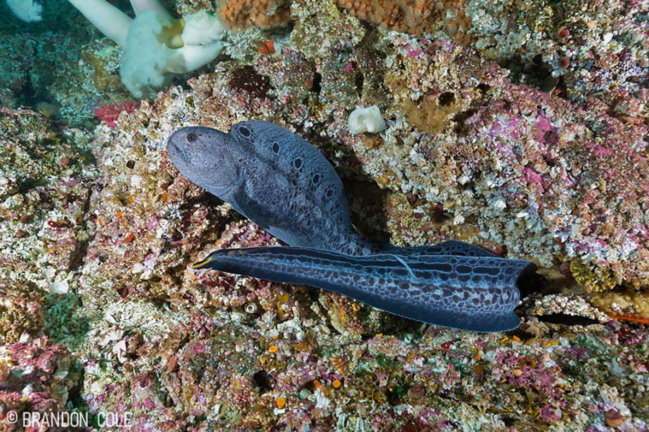 Eel on Renate Reef