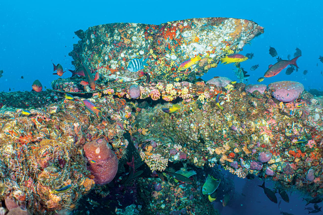 Coral growth on High Island 389A