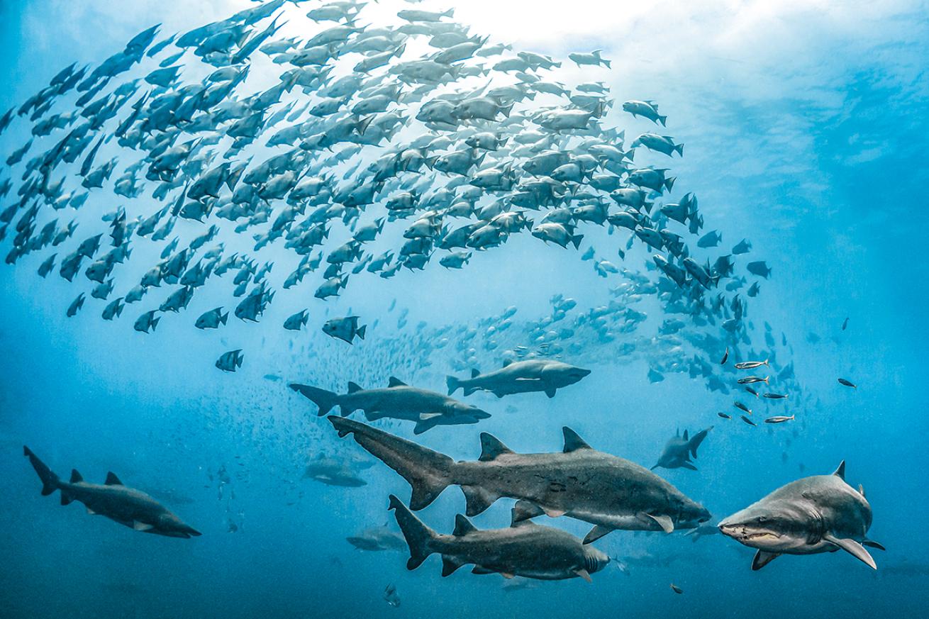A group of sand tiger sharks