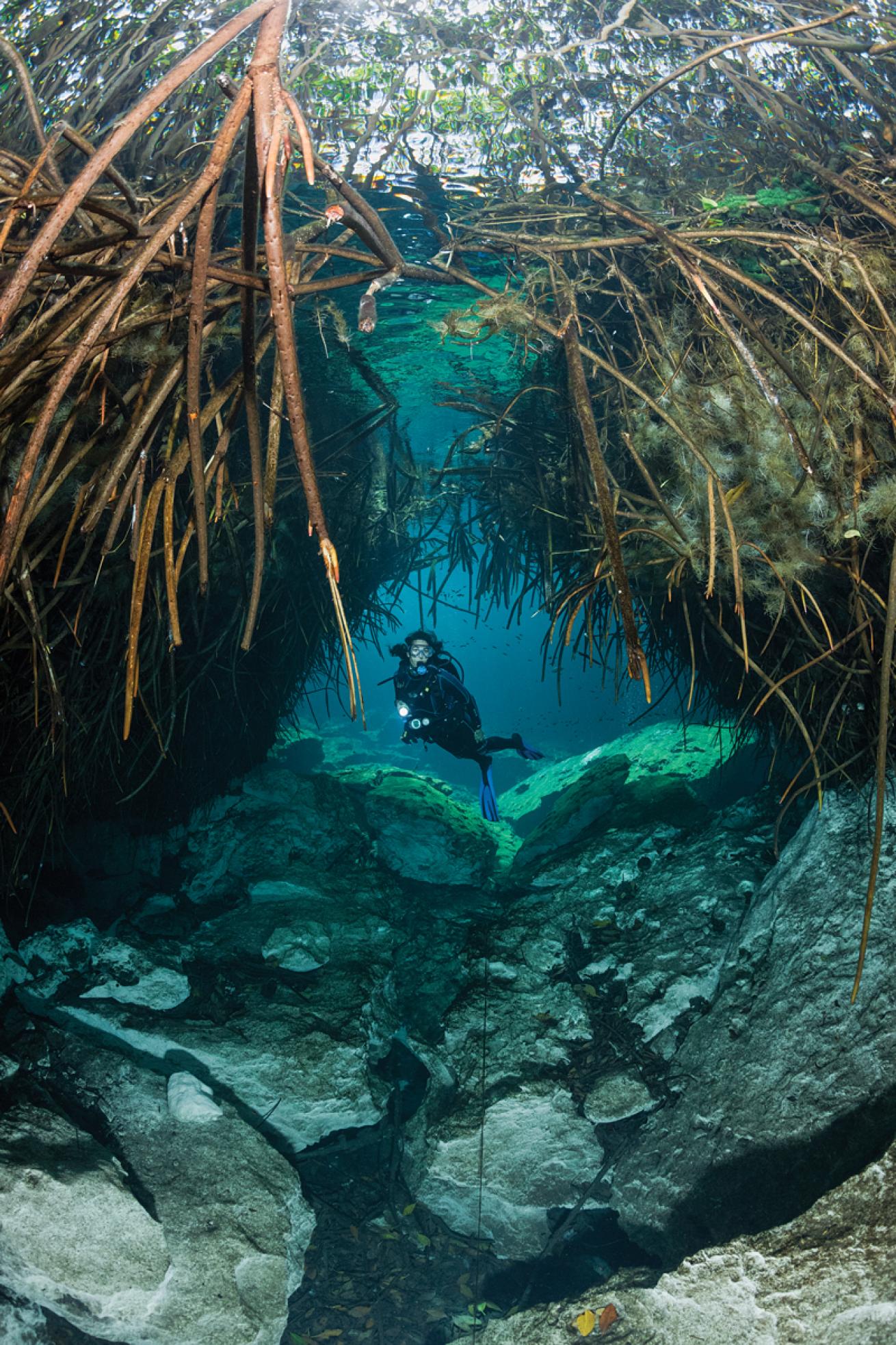 Mangrove Roots in Cenote