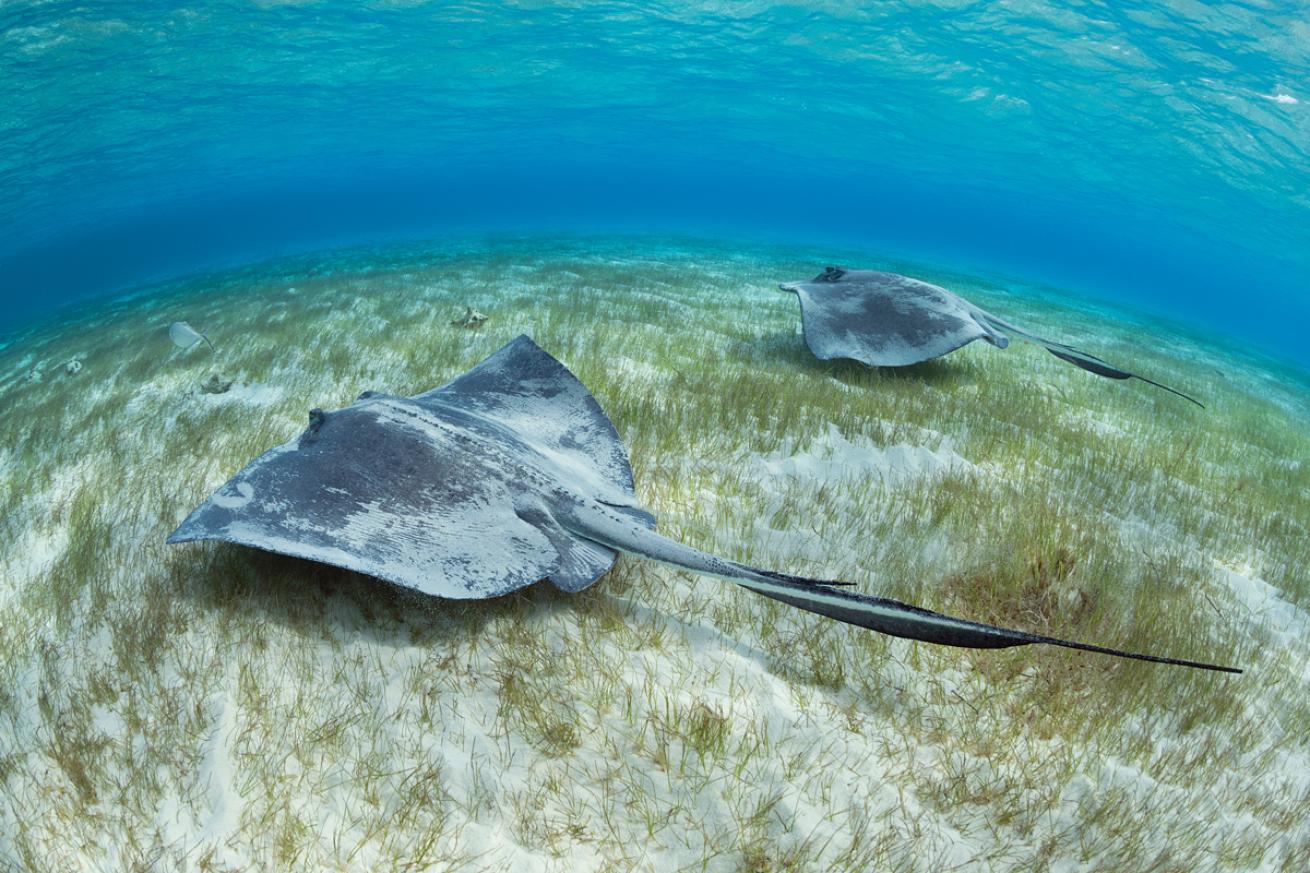 Southern Stingray Cayman Islands