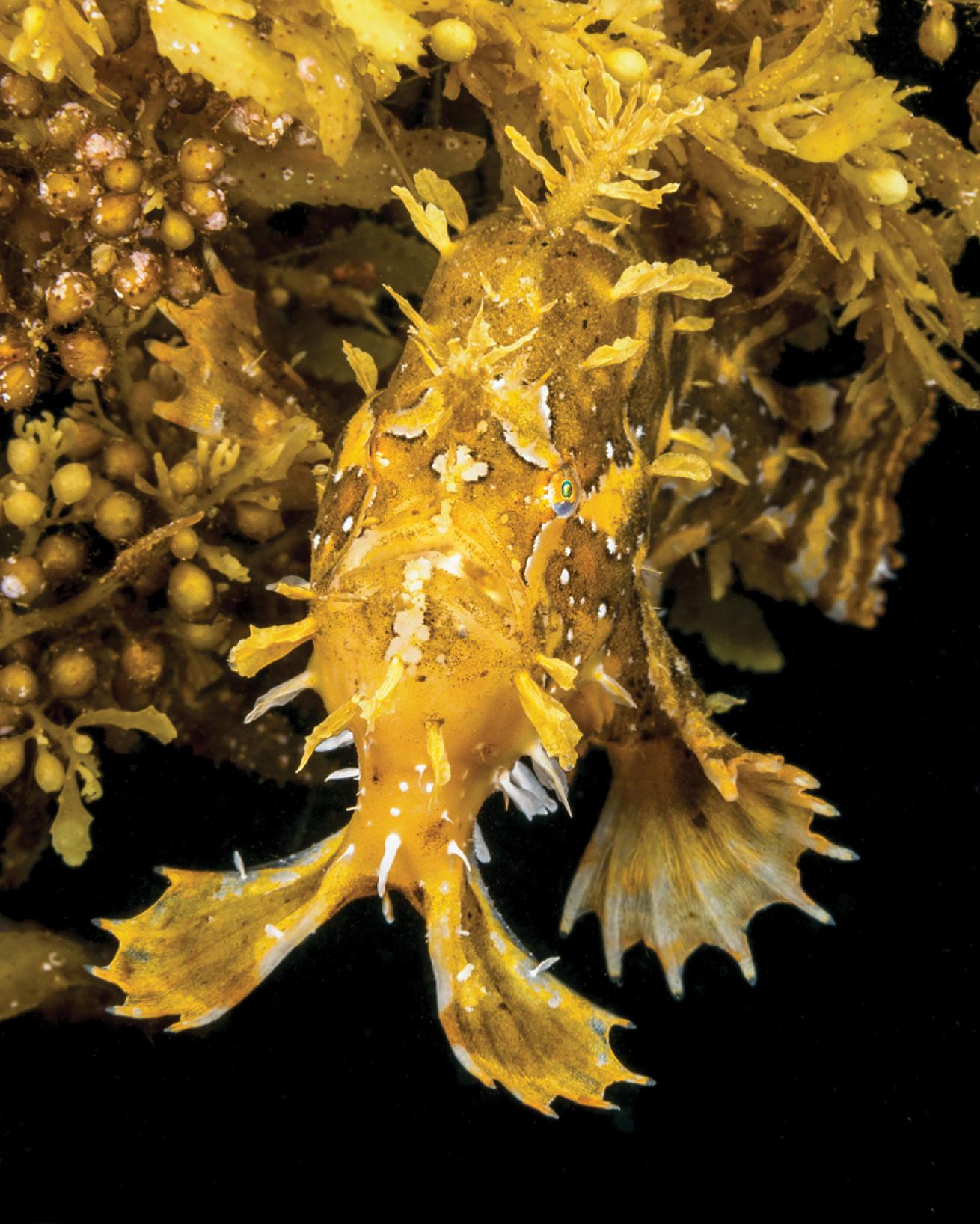 Frogfish Hides in Sargassum