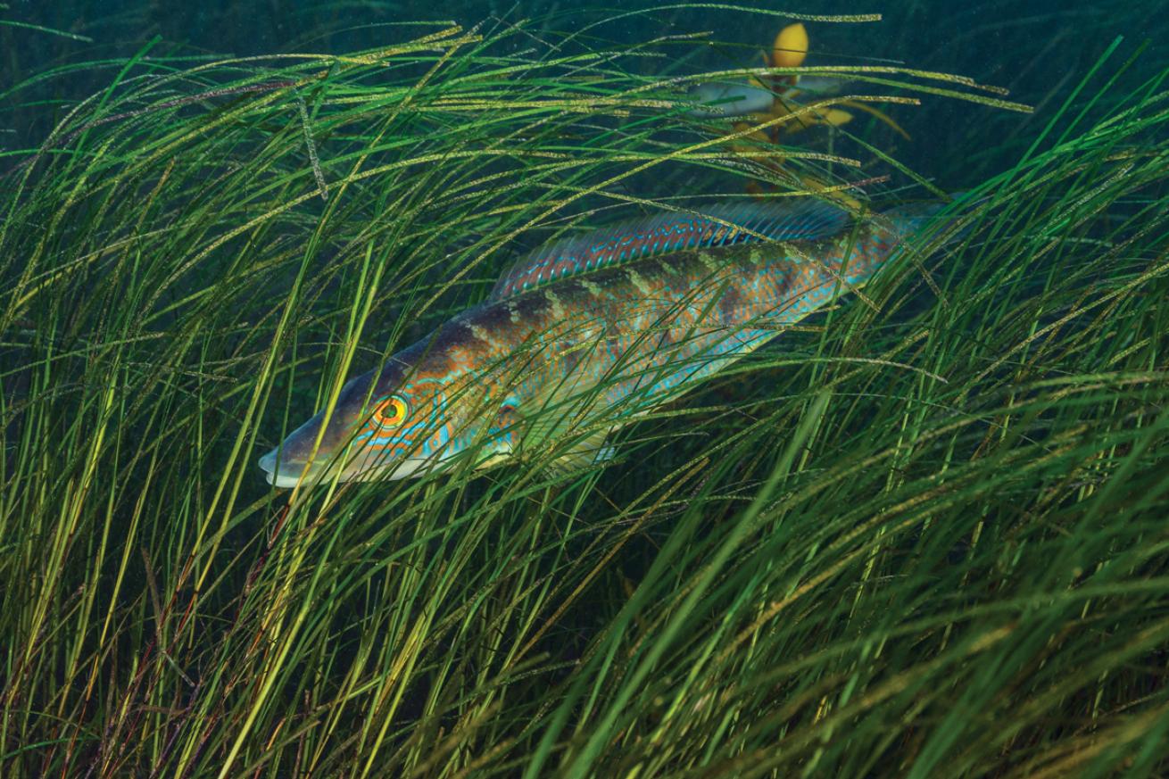 Blue Weed Whiting Sea Grass