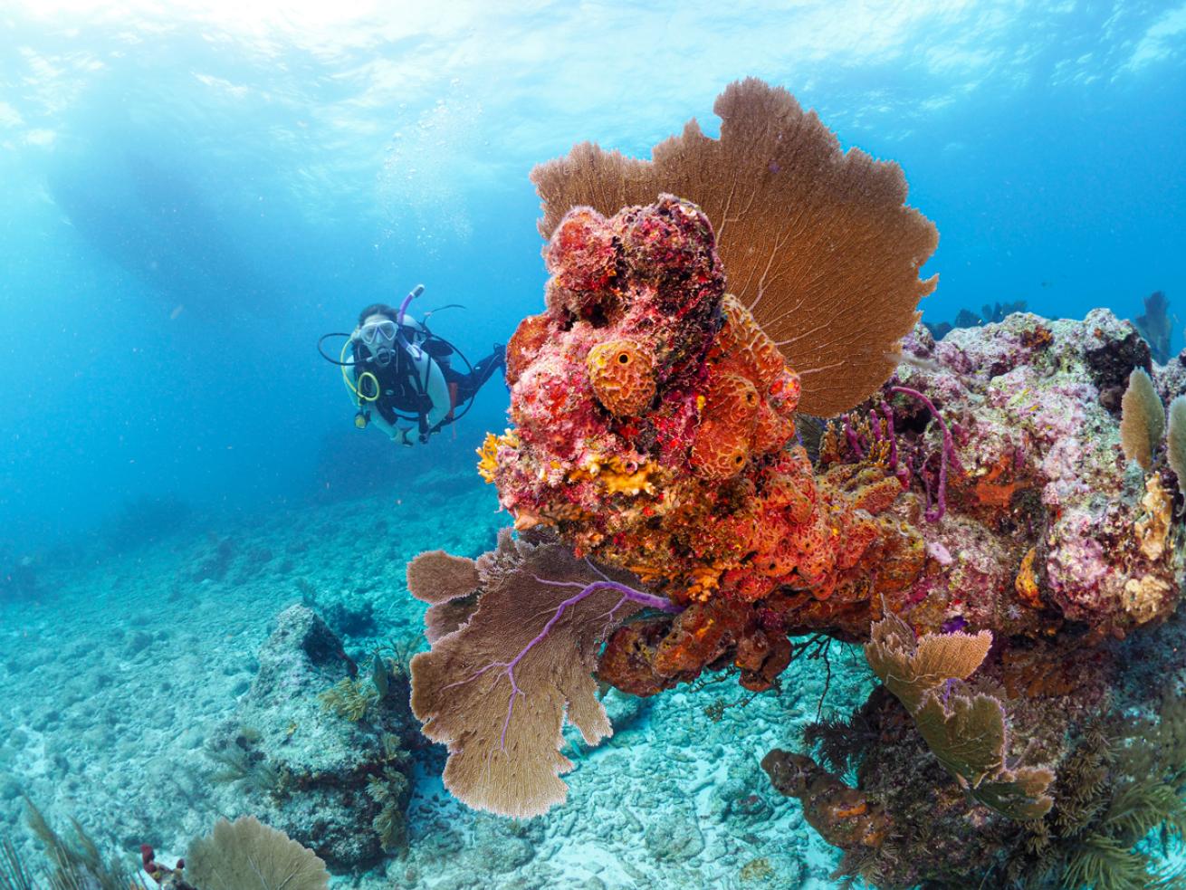 Scuba Diver in Key Largo Florida