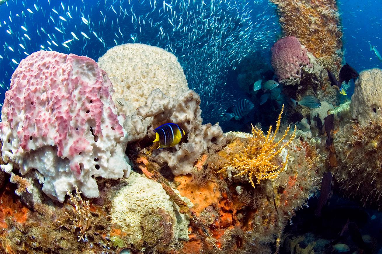 Gray&#039;s Reef National Marine Sanctuary