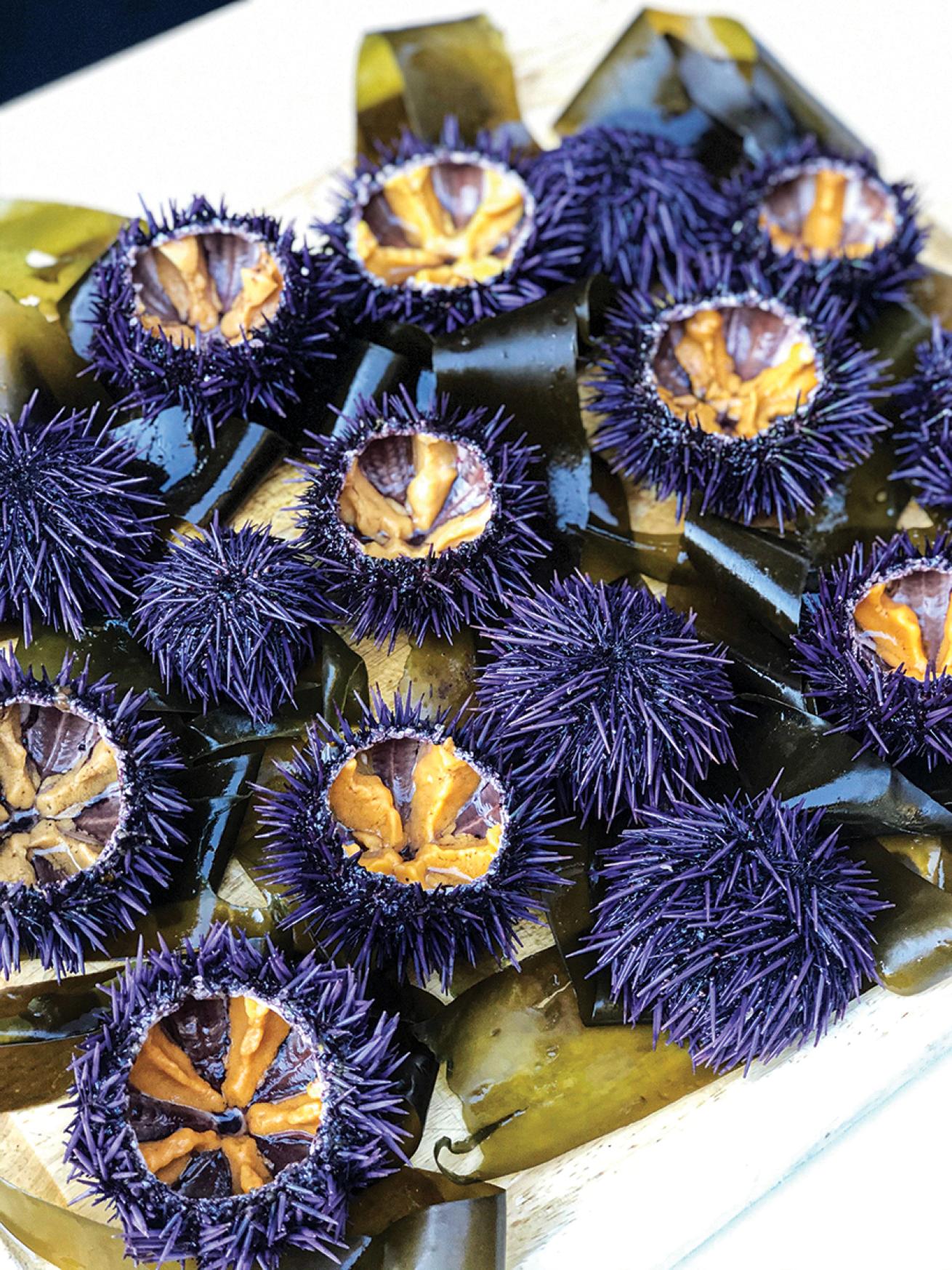 Plated ranched urchins