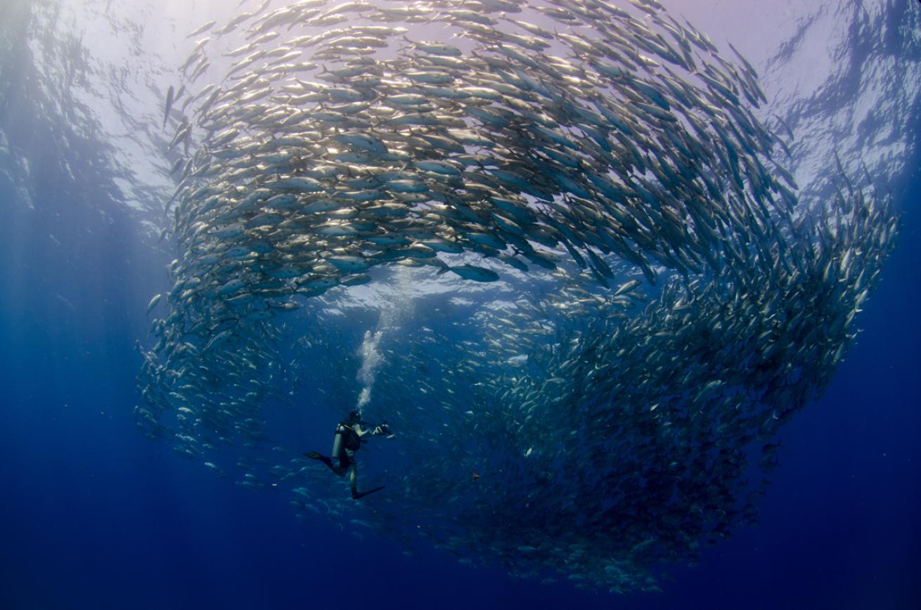 Five Great Places to Dive with Large Schools of Fish and Bait