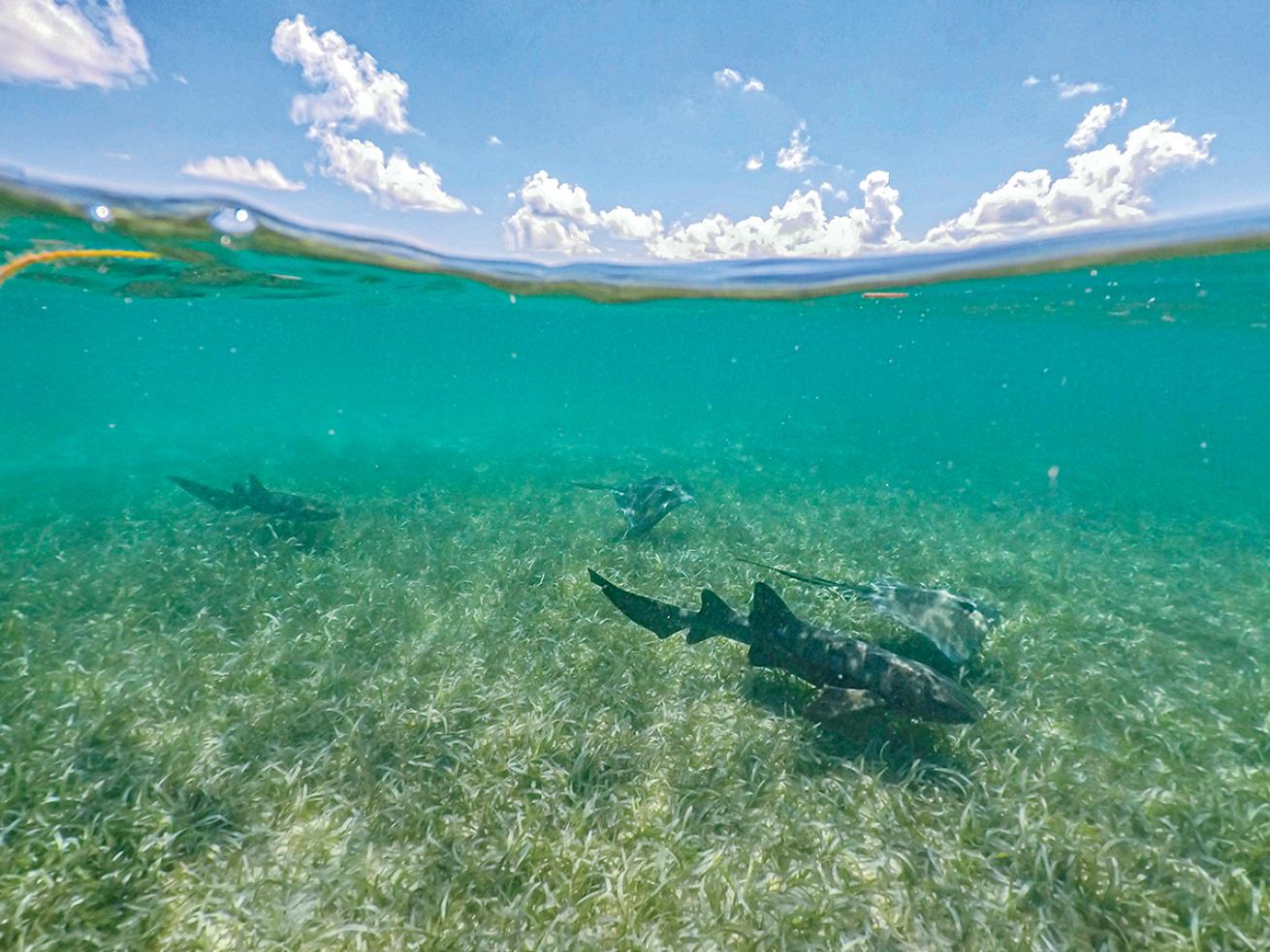 Nurse sharks in Belize