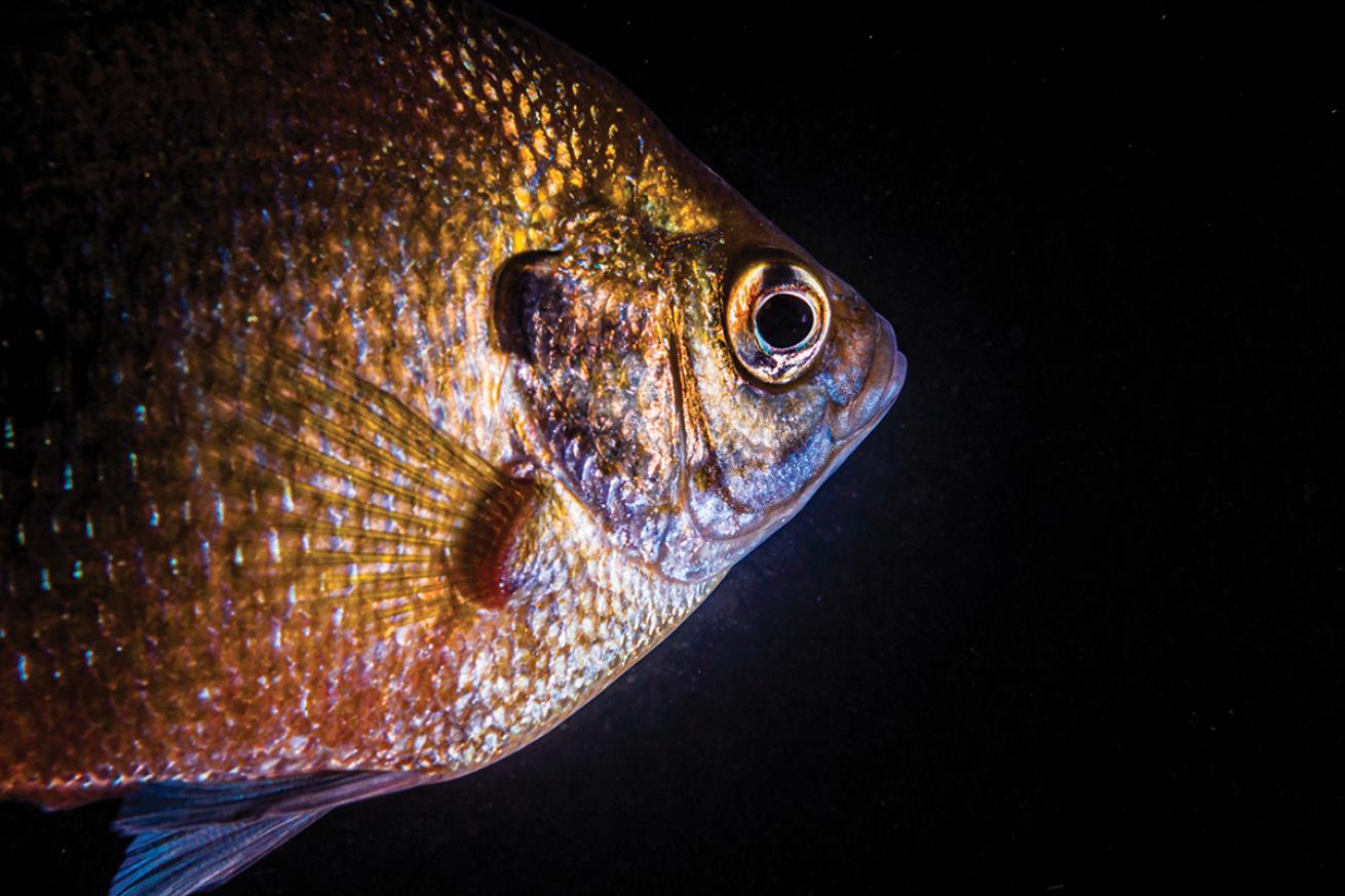 Close up of a sunfish