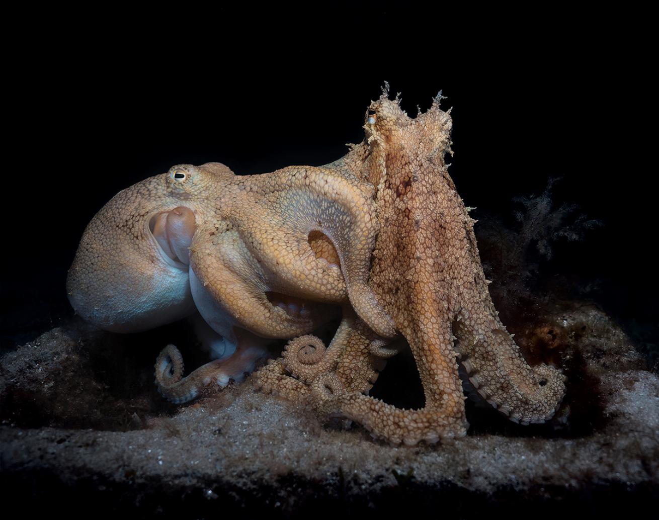 Octopuses mating