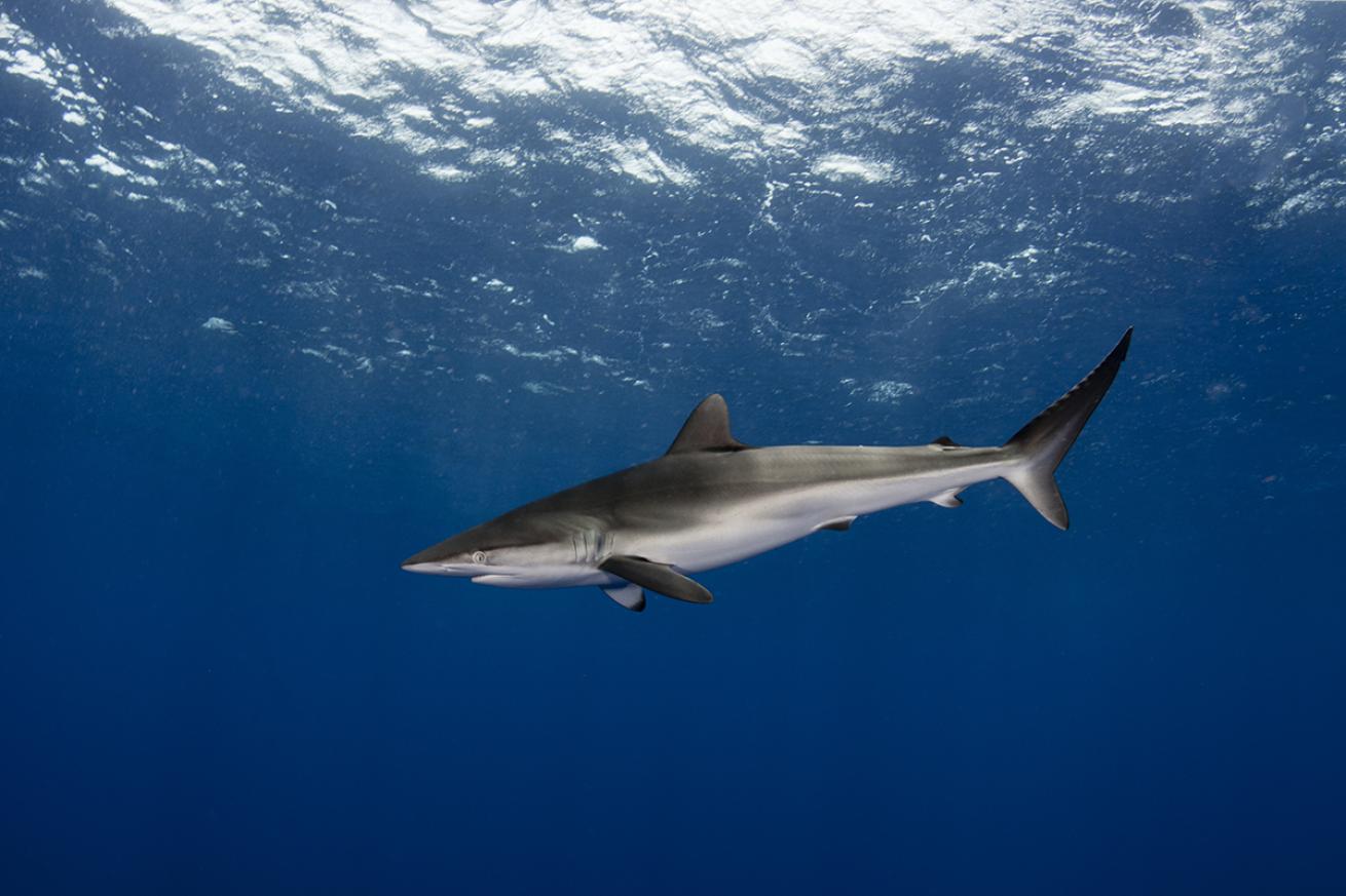 Silky shark