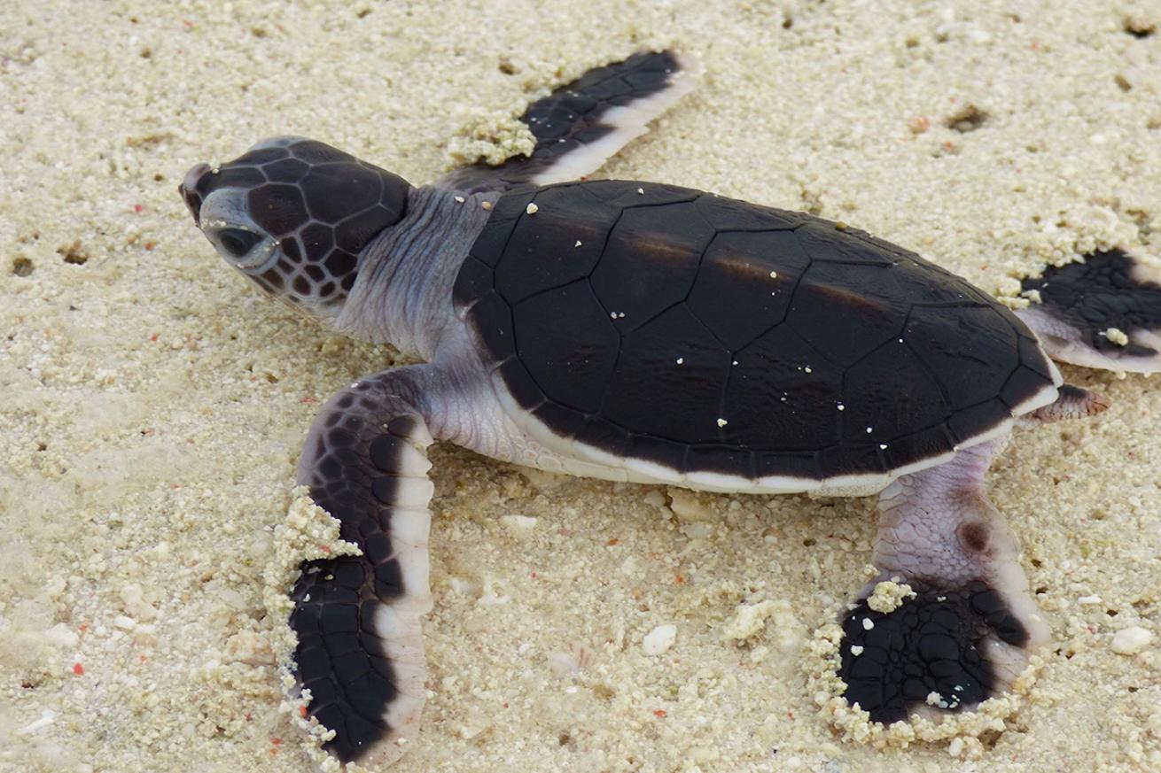 Sea turtle hatchling