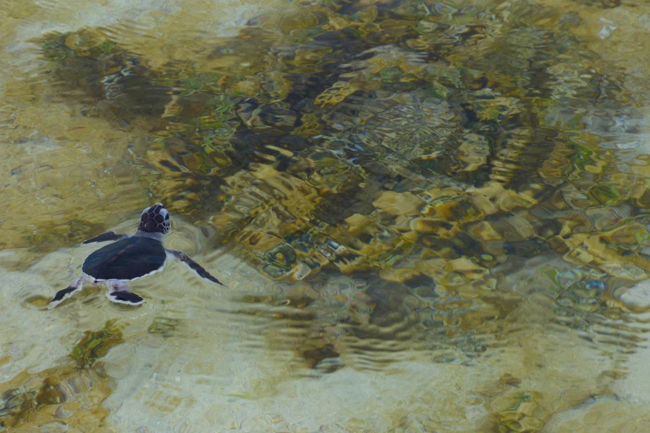 Swimming hatchling