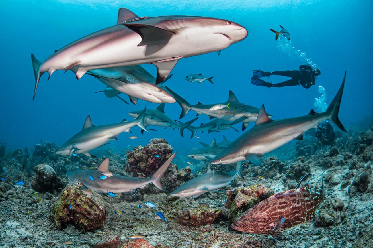roatan-shark-dive.scubadivingmagaizne.november2021