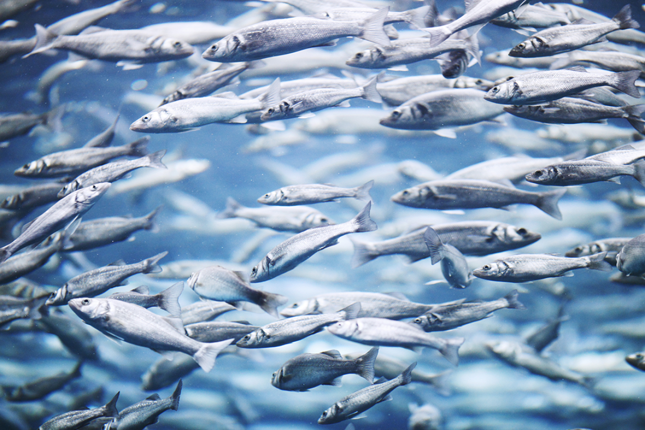 Mackerel schooling