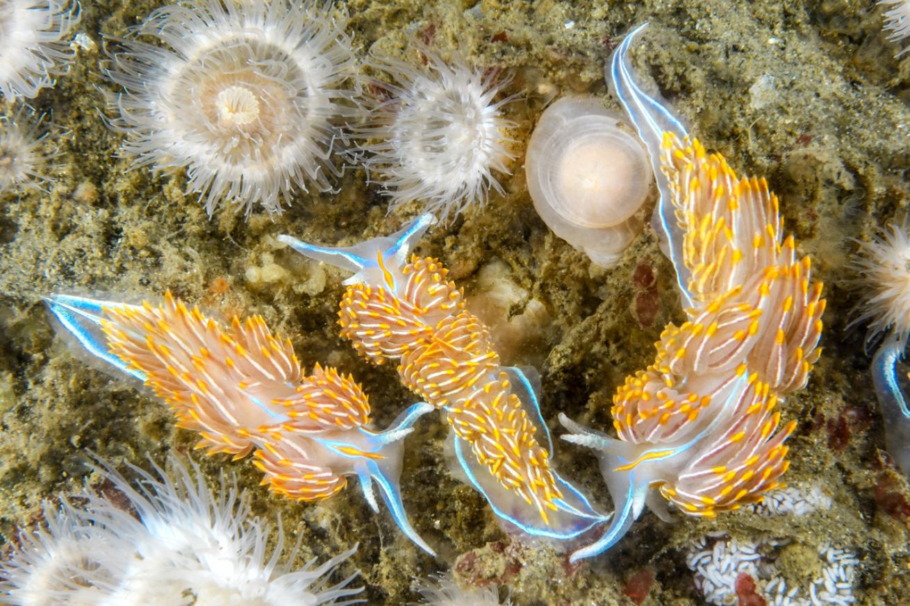 oregon.nudis_.brandoncole.scubadivingmagazine2022