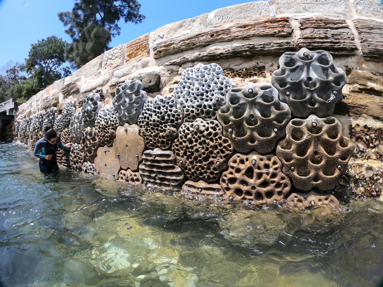 LivingSeaWalls.Sydney.ScubaDivingMag.June2022