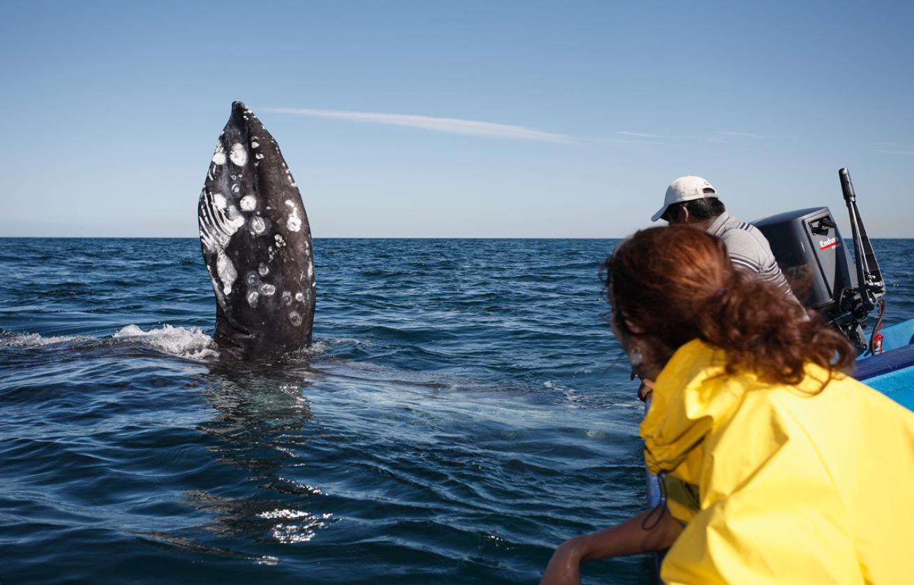 whalewatching3.brandoncole.scubadivingmagazine.june2022