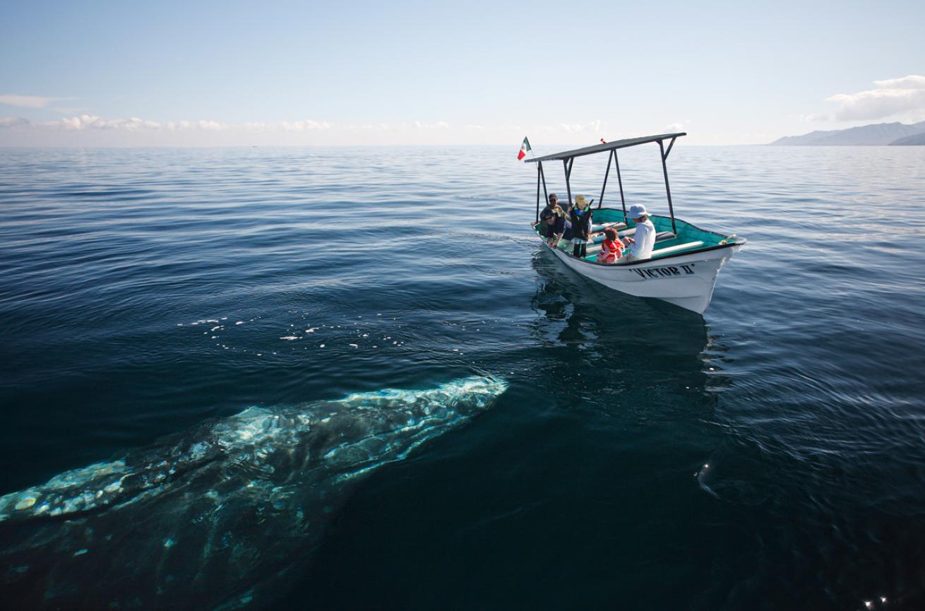 whalewatching4.brandoncole.scubadivingmagazine.june2022