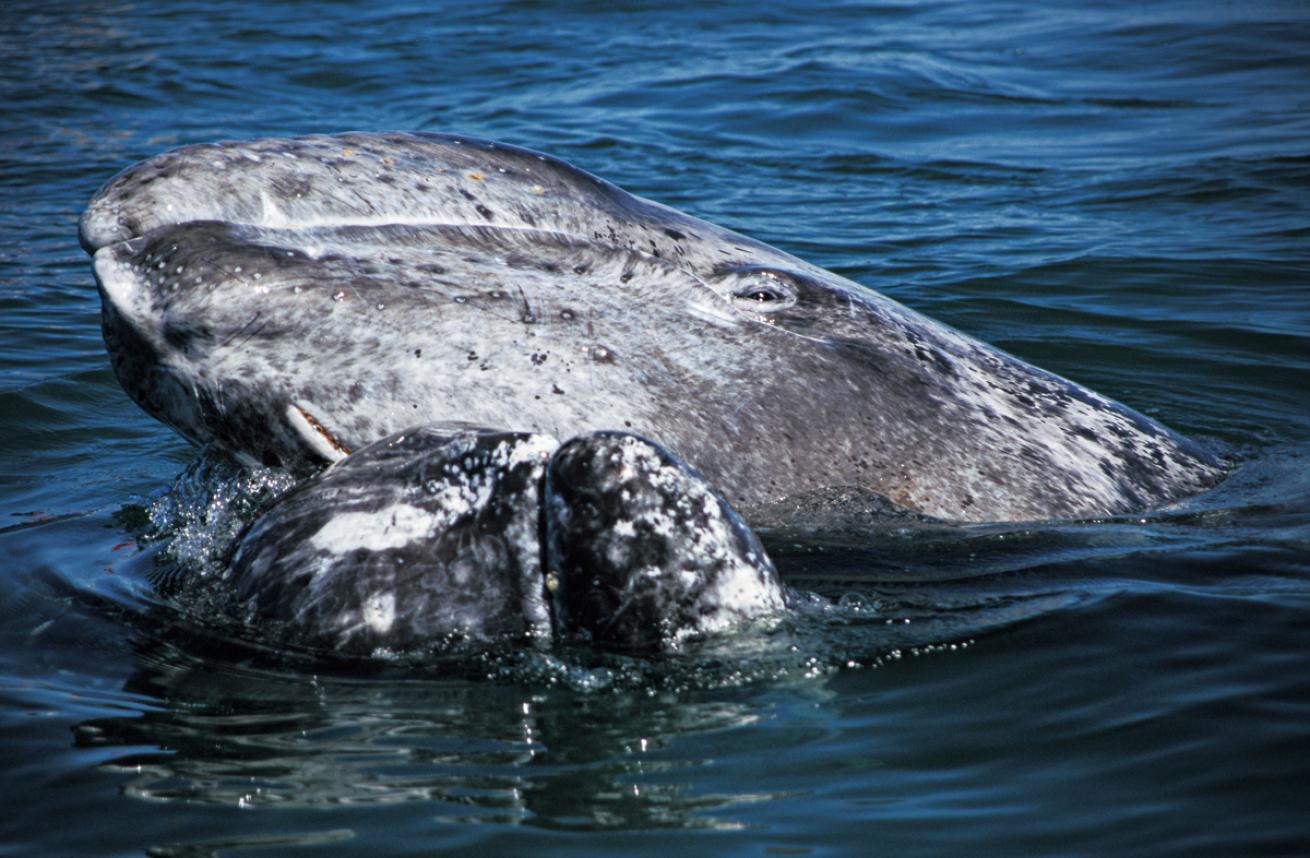 whalewatching5.brandoncole.scubadivingmag.june2022