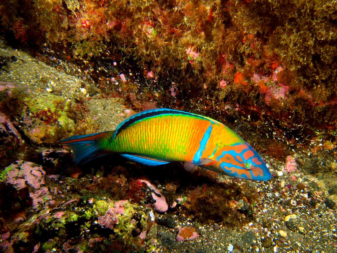 Wrasse.DlearyousPhotography