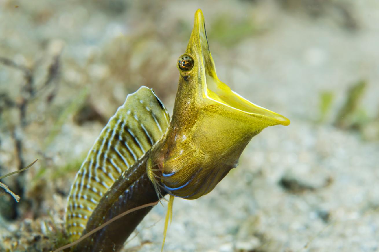 Florida Blue Throat Pike Blenny