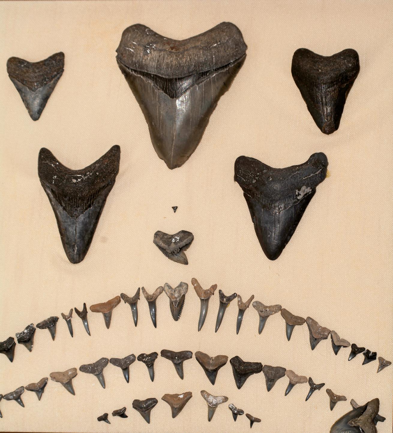 Florida Megaladon Shark Teeth