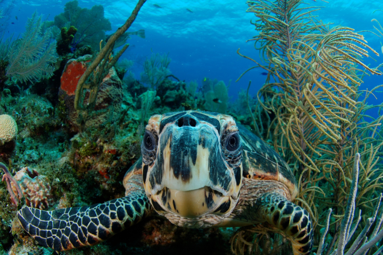 A sea turtle