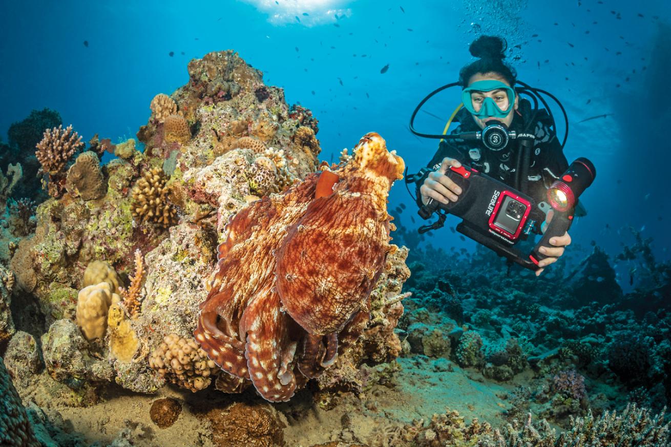 Diver filming octopus with SportDiver
