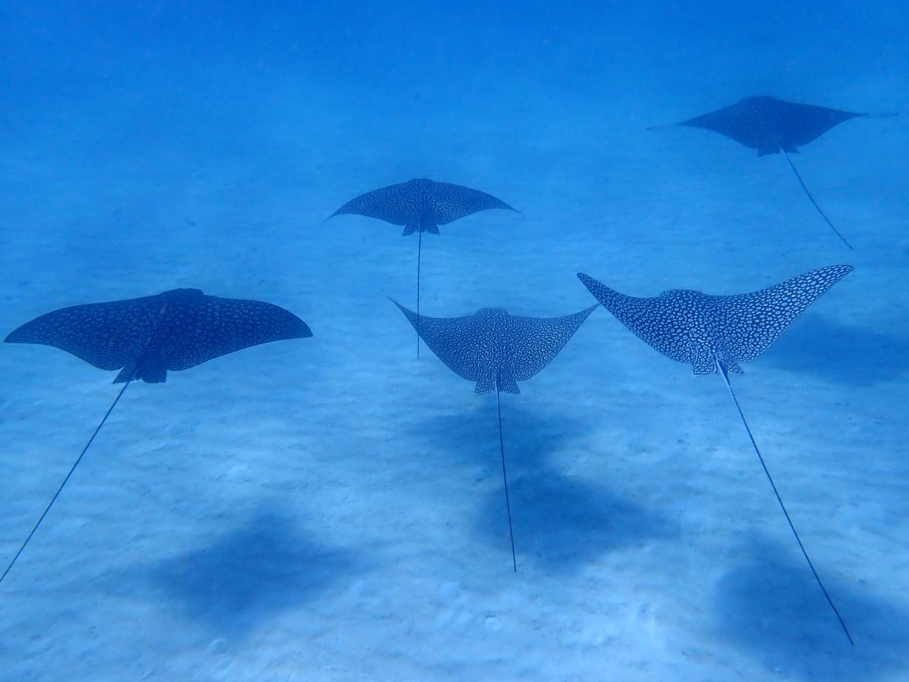 Amoray Dive Resort