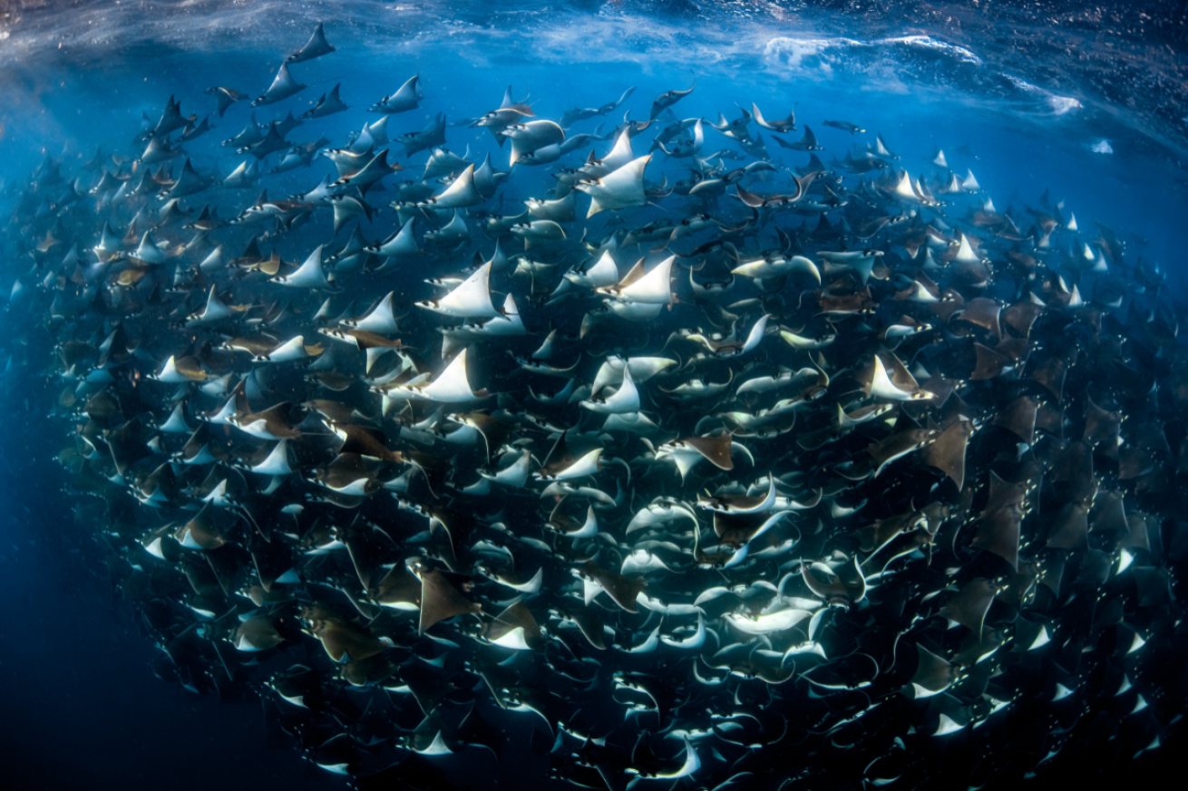 Large group of rays swimming