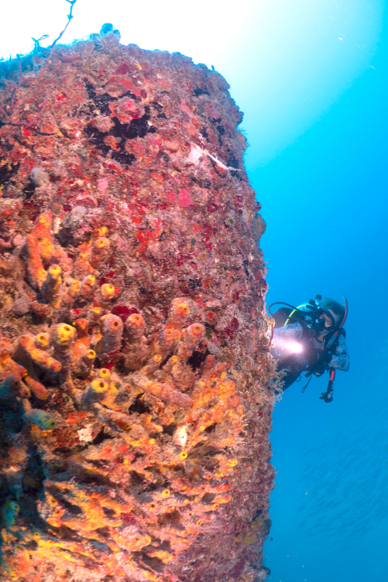 Diver with a flashlight looking at coral