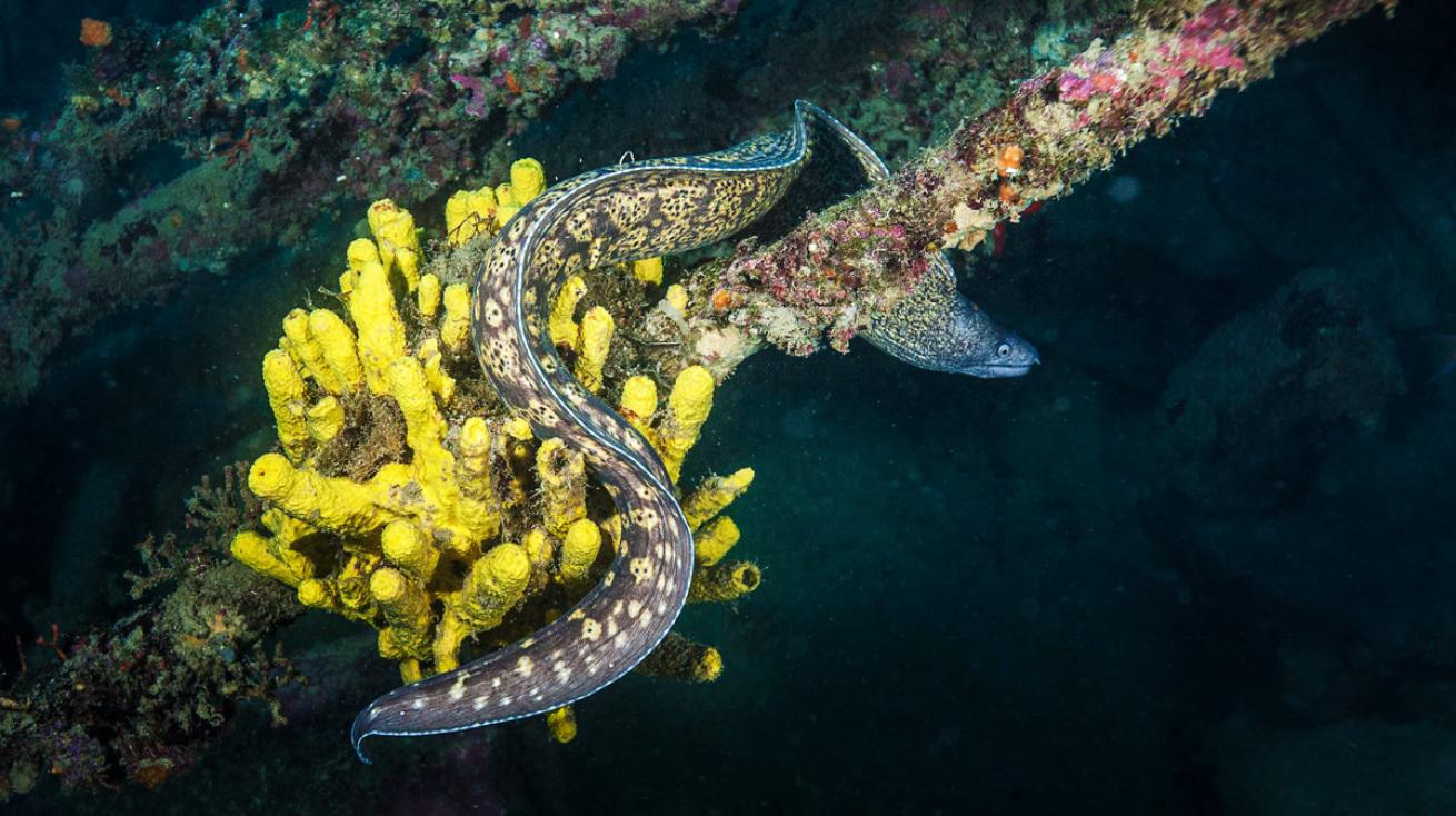 Eel coils through yellow sponges