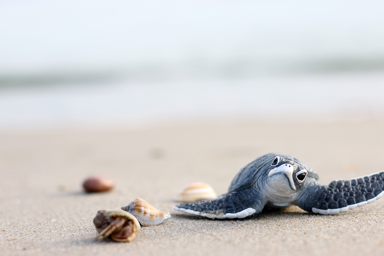 Small water turtles sales