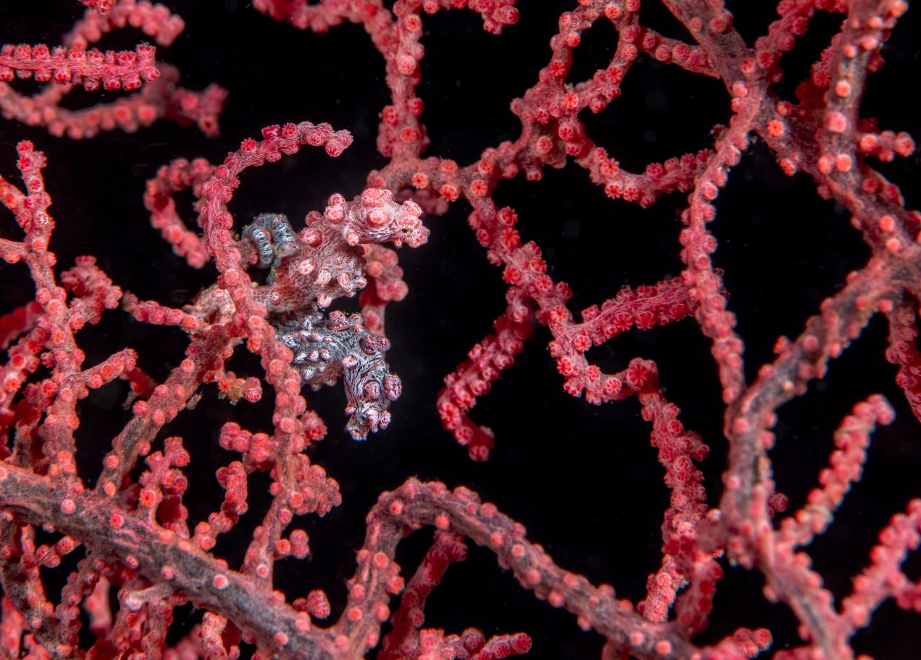 Red seahorse wrapped around red coral