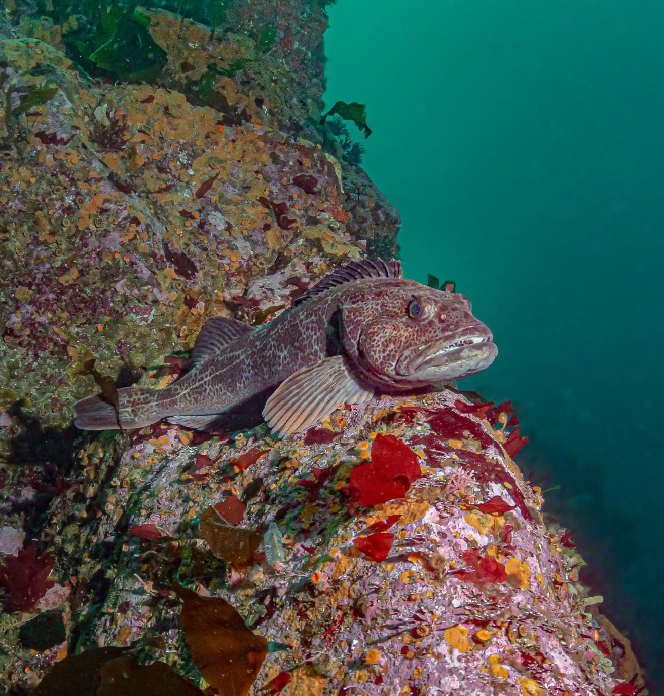 Inside the Point Lobos State Marine Conservation Area California, a ling cod reclines on a pinnacle.