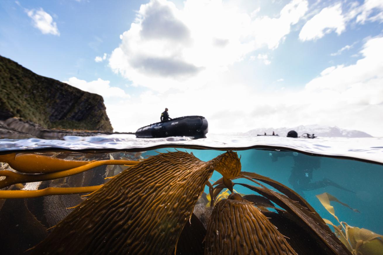 Giant kelp at Salisbury Plain, South Georgia.