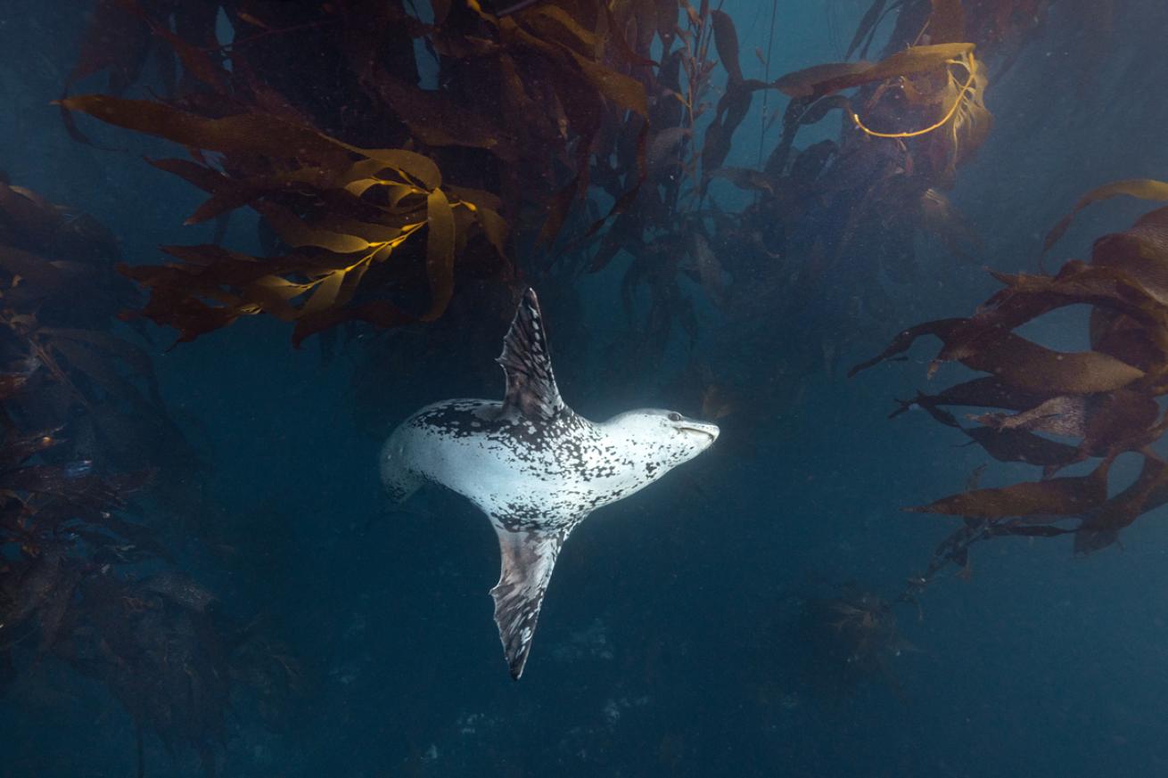 A leopard seal playfully backflips in a South Georgia kelp forest.