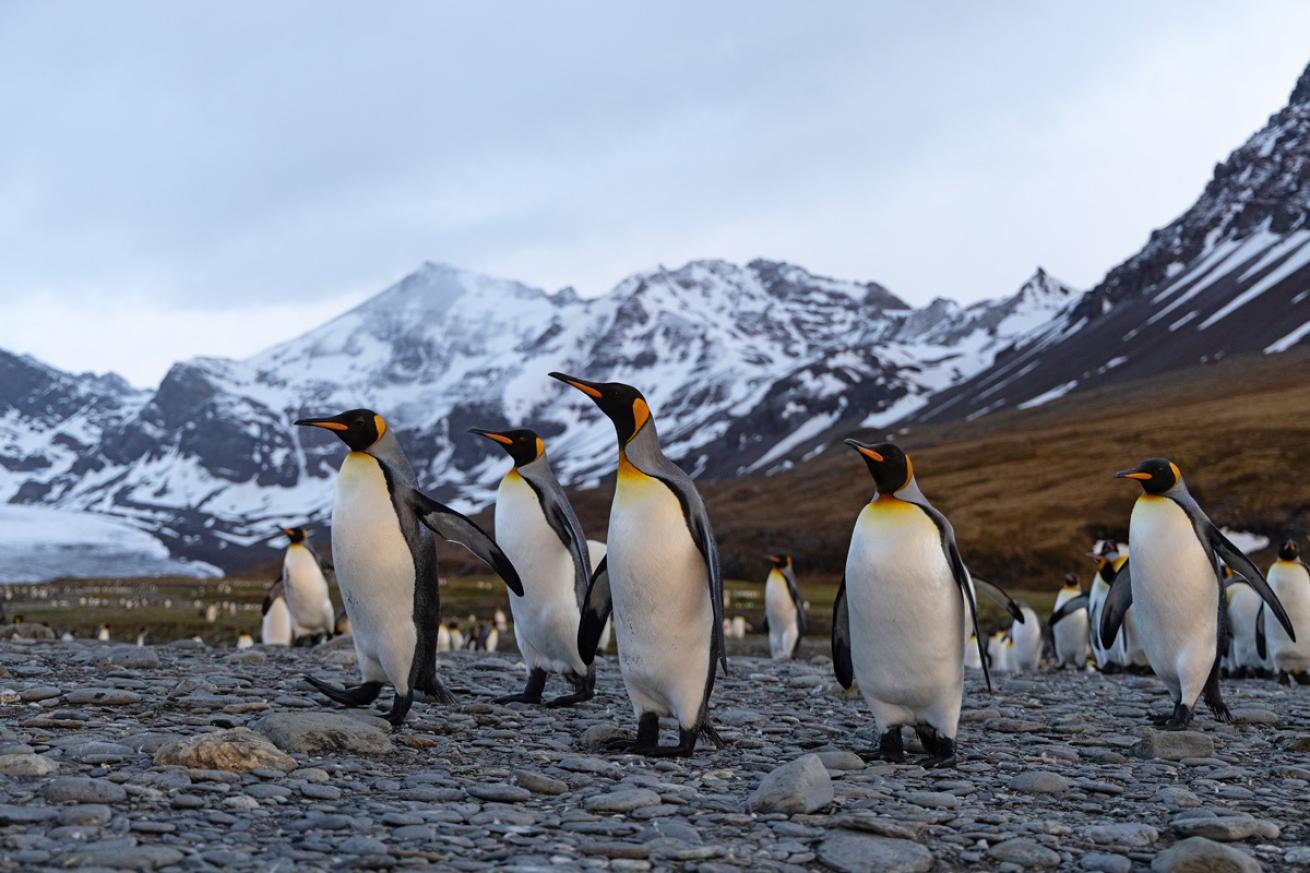 Curious king penguins shuffle along the beach in St. Andrews Bay, South Georgia.