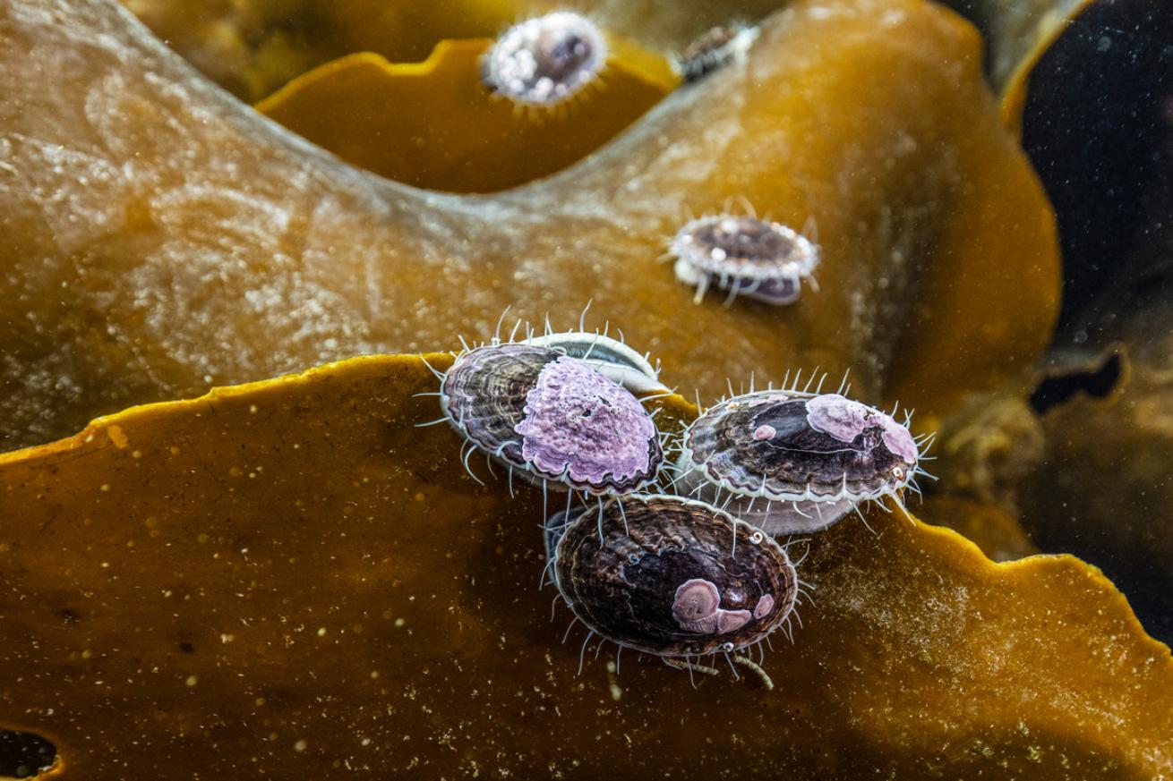 Keyhole limpets cling to a piece of brown algae (Himantothallus grandifolius).