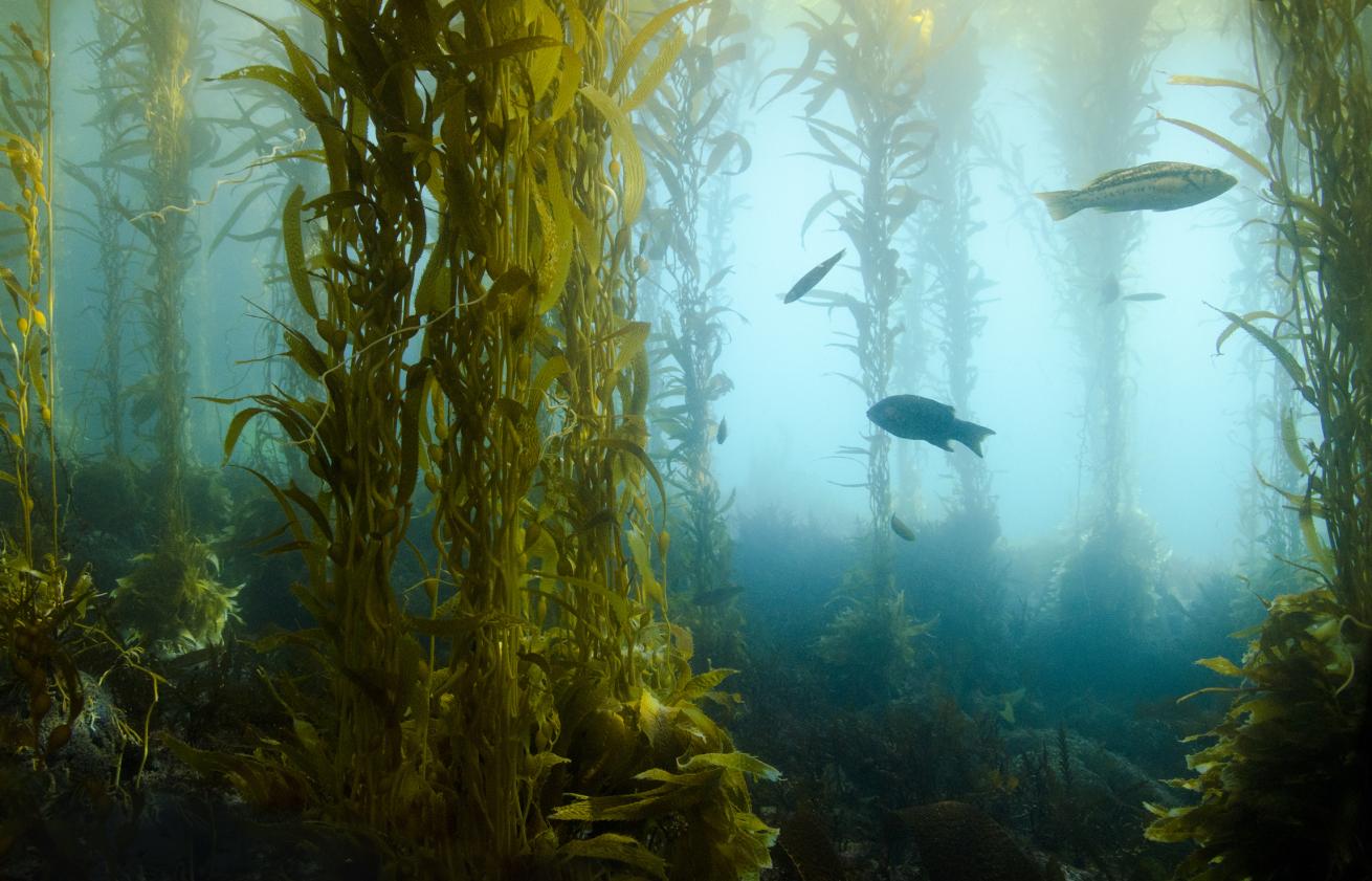 Fish swimming through kelp