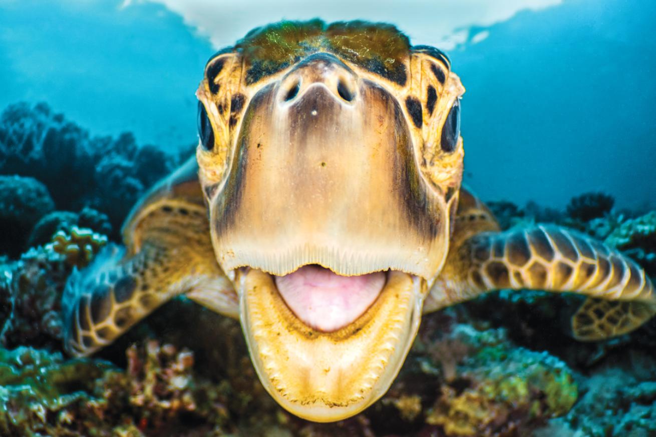 Going Green: How to Improve Your Turtle Photography